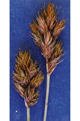 Carexmariposana.jpg