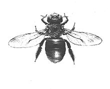 Female X. virginica Carpenter.bee2web.jpg