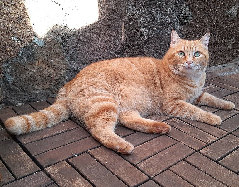 File:Cat from Topaciegas, La Palma.jpg