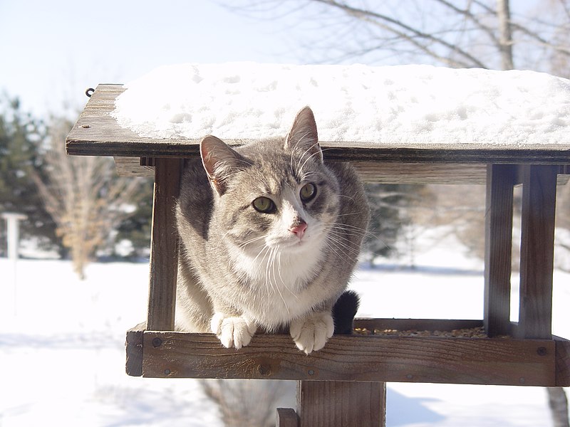 File:Cat in Winter.JPG