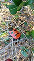 Catacanthus incarnatus on Ixora plant 05.jpg