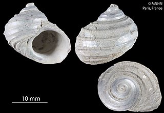 <i>Cataegis finkli</i> Species of gastropod