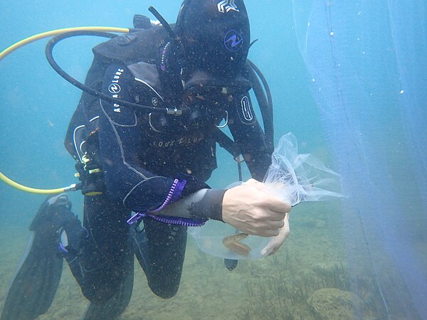 An ichthyologist catches a Mastacembelus, or spiny eel, while diving in Lake Tanganyika. Photo by Charlotte E. T. Huyghe