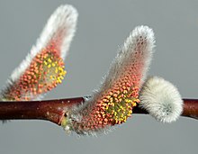 Dos crecimientos esponjosos cubiertos de pelos blancos con un esbelto amarillo en el costado.