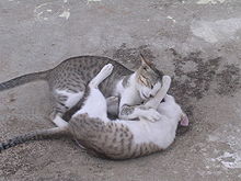 Two cats fighting Catplay-fight.JPG