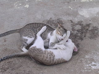 cat-fight