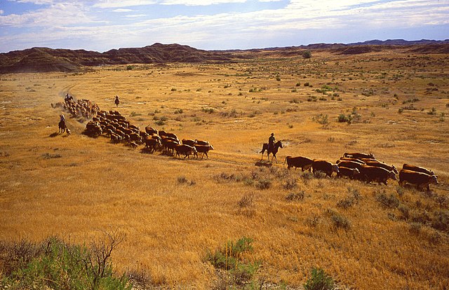 Overgrazing by livestock can lead to land degradation