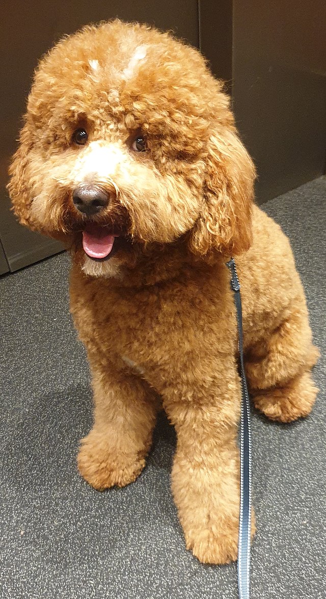 File:Cavoodle Dog.jpg - Wikipedia