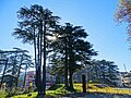 Mature trees in their natural habitat at Chail, Himachal Pradesh, India.