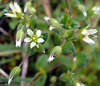 Cerastium semidecandrum W.jpg