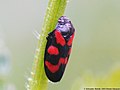 Cercopis vulnerata (Rossi, 1807)