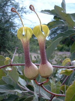 <i>Ceropegia rhynchantha</i> Species of plant
