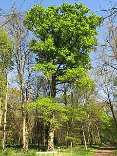 <i>Quercus sessilifolia</i> Species of oak tree