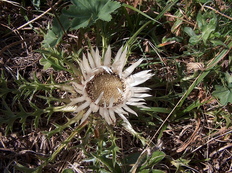 File:Chardon en Vanoise 2.JPG