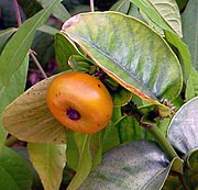 钮扣山竹（英语：Garcinia prainiana） Button mangosteen