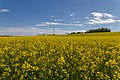 * Nomination Rape field near Chèzeneuve, Isère. --MirandaAdramin 08:01, 27 April 2019 (UTC) * Promotion Good quality --Michielverbeek 08:55, 27 April 2019 (UTC)  Comment Can you please delete these 5-7 dust spots? Thank you in advance. --PtrQs 14:28, 27 April 2019 (UTC)  Done Thank you ! I hope I got 'em all too.--MirandaAdramin 20:49, 27 April 2019 (UTC)