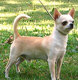 A short-haired Chihuahua
