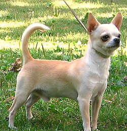 Chihuahuasmoothcoat.jpg
