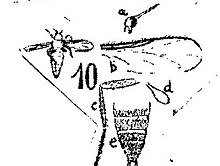 Chlorops aquisextanus N. THEOBALD Thèse PL. XXIII Diptères du Stampien d'Aix-en-Provence Fig. 10.jpg