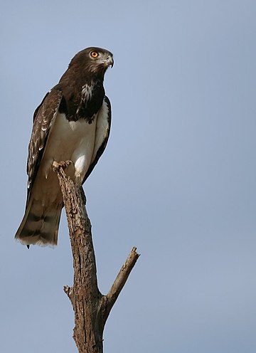 Circaète à poitrine noire