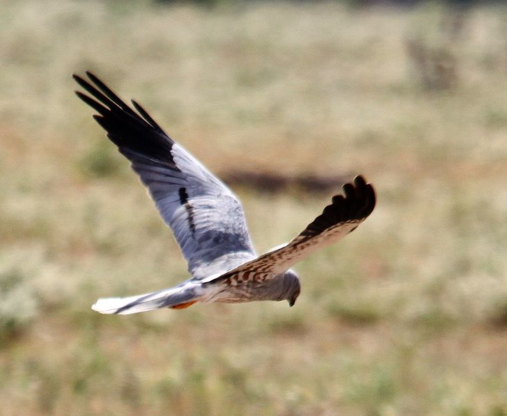 File:Circus pygargus male flight.jpg