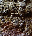 Fossiles de Claraia clarai.