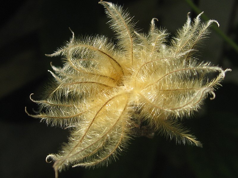 File:Clematis seed head (7766172386).jpg