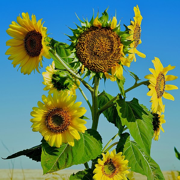 File:Cloned in the sun - Clonate-n soare - panoramio.jpg