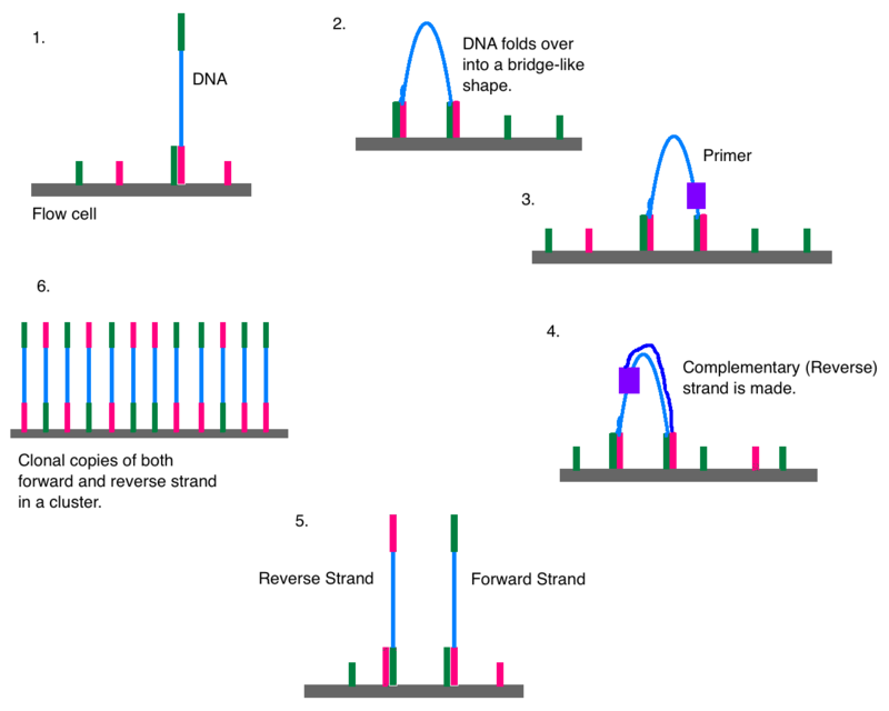 next generation sequencing schematic