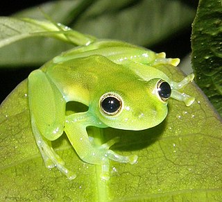 <i>Teratohyla spinosa</i> species of Amphibia