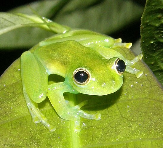 Цвет жабы. Стеклянная лягушка Флайшмана. Изменчивая квакша. Hyalinobatrachium Dianae. Лягушка породы квакша.