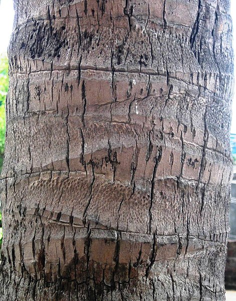 File:Coconut trunk.jpg