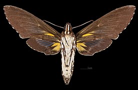 Cocytius duponchel MHNT CUT 2010 0 466 - Rancho Grande Nicaragua - Female ventral.jpg