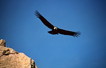 Andean condor (Vultur gryphus) Colca-condor-c09.jpg