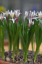 Thumbnail for Colchicum kesselringii