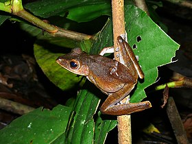 Collett's Tree Frog (Polypedates colletti) (8444897660).jpg