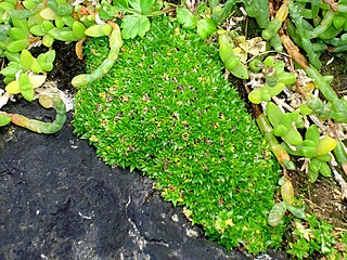 <i>Colobanthus muscoides</i> Species of flowering plant