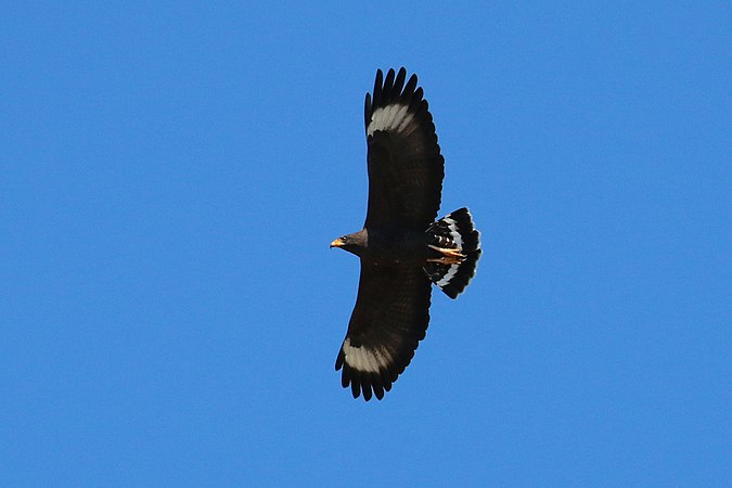 Кубинский черный. Buteogallus anthracinus. Buteogallus gundlachii. Кубинский Орел. Common Black Hawk.