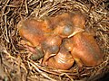 Piccoli di Turdus merula nel loro nido