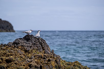 Common terns (Sterna hirundo) near the southern cliffs of Santa Maria, Azores, Portugal