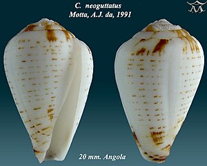 Conus neoguttatus 1.jpg