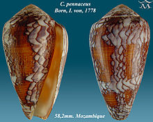 Conus pennaceus 1.jpg 