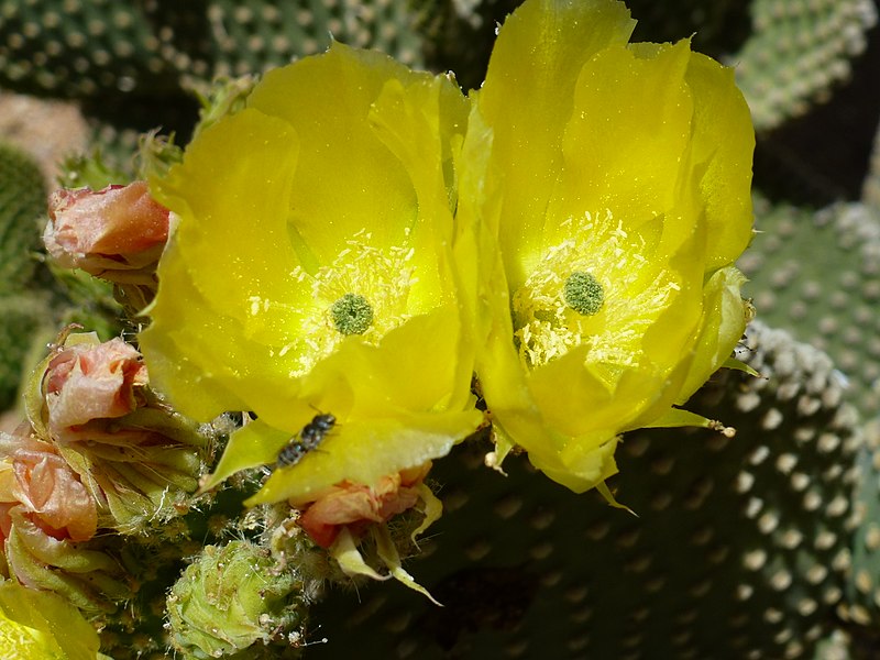 File:Coonly Garden, Opuntia microdasys, Angel Wing, Spring, Mayo Clinic Phoenix, 2013 - panoramio.jpg