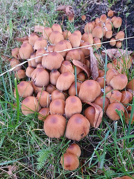 File:Coprinellus micaceus 105030710.jpg