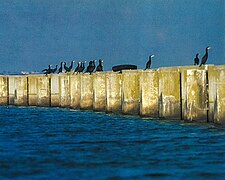 Grands cormorans sur les murs du réservoir