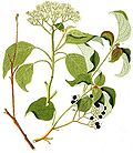 Thumbnail for File:Cornus alternifolia - Krauss.jpg