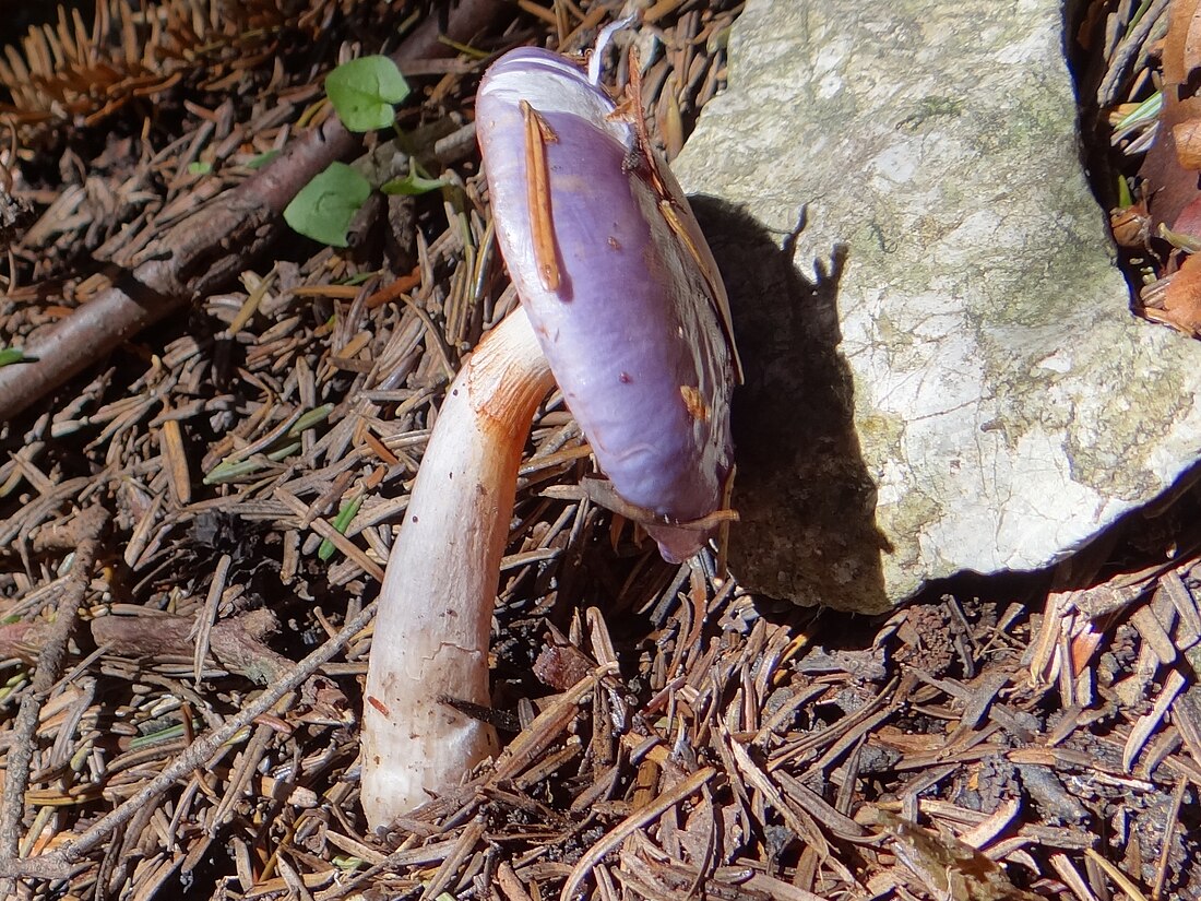 Cortinarius salor