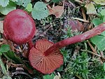 Cortinarius sanguineus BS11.JPG