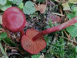 Cortinarius sanguineus BS11.JPG