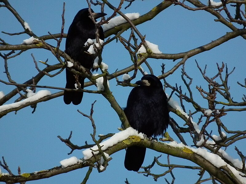 File:Corvus frugilegus 2010.JPG